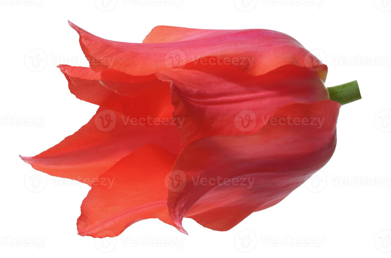 Red tulip flower in bloom, with gently curved petals, isolated background photo