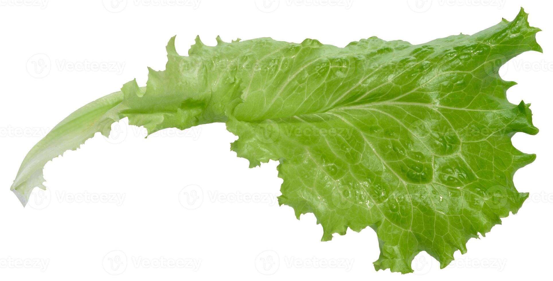 Lettuce leaf with ruffled edges, isolated background, close up photo