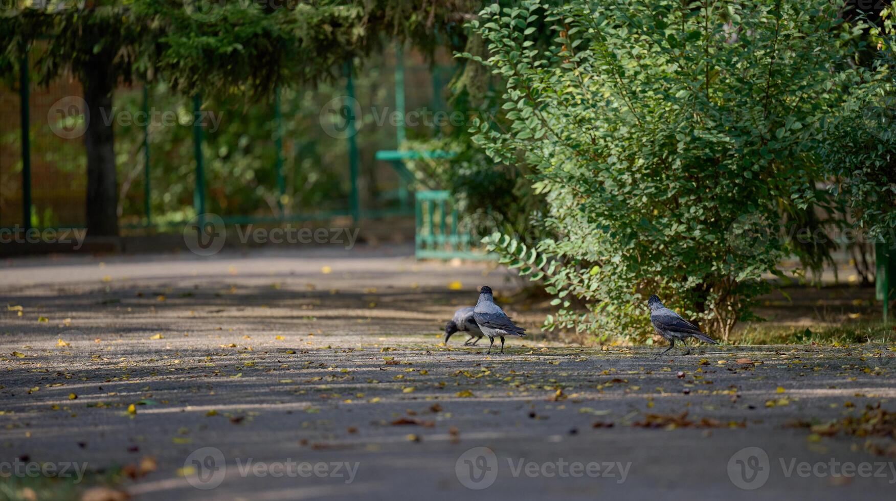 Three grey crows are on a paved path in a park photo