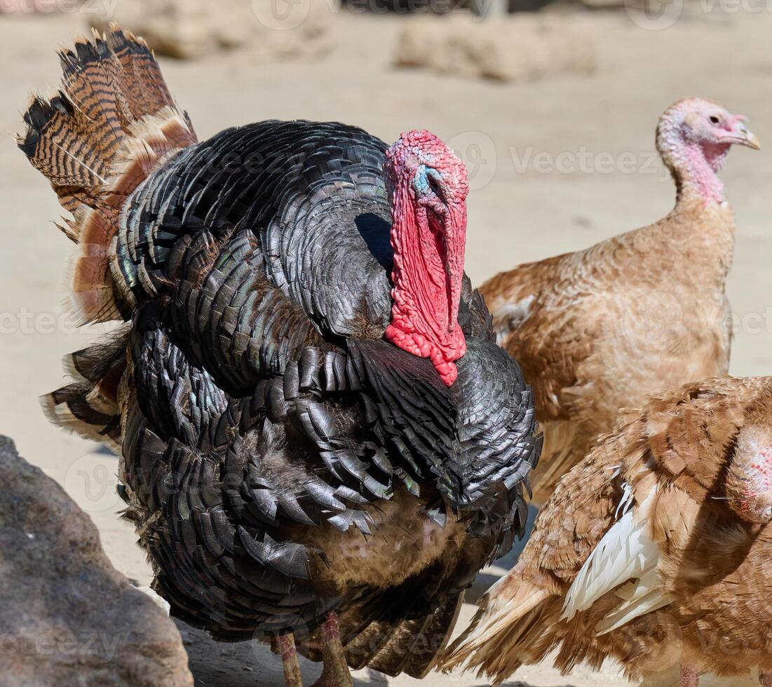 Bronze turkey's head and upper body with its tail feathers fanned out. Front view photo