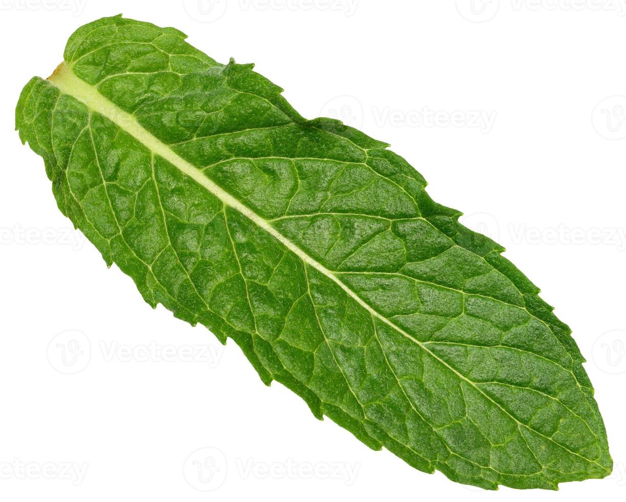 Green mint leaf with visible veins, isolated background, close up photo