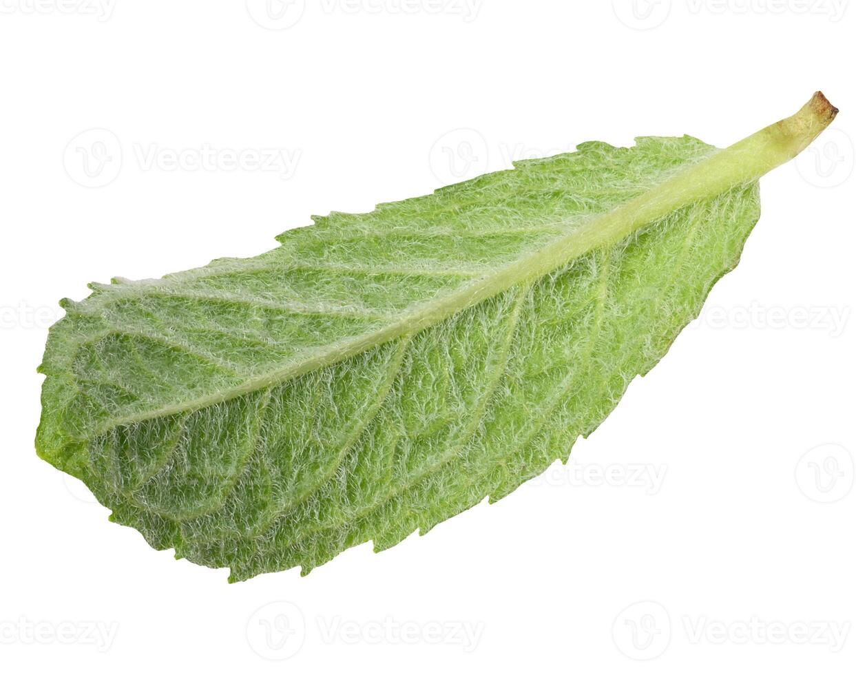 Back side of green mint leaf on isolated background. photo
