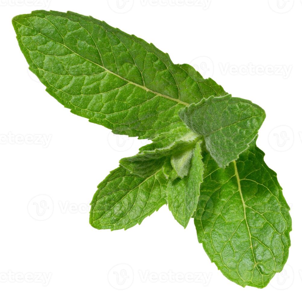 Green mint leaves on isolated background, showing their vibrant color, detailed texture, and natural veining photo