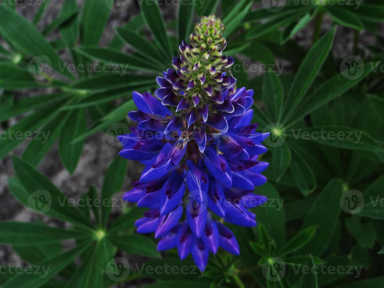 Close-up of vibrant blue and purple lupine flower in full bloom, delicate petals and greenery photo