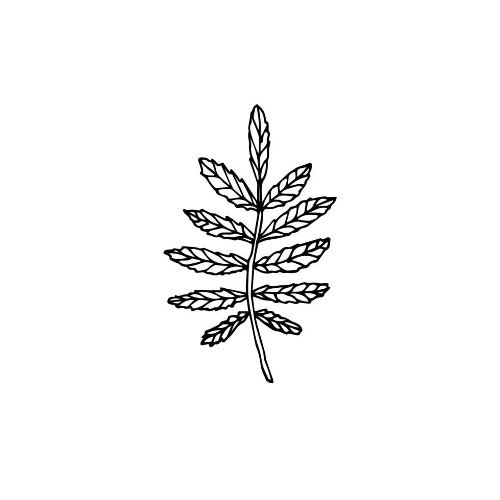 Hand drawn doodle sketch rowan leaf isolated on white background vector