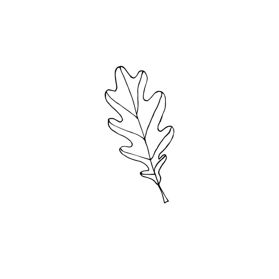 Hand drawn sketch oak leaf isolated on white background vector