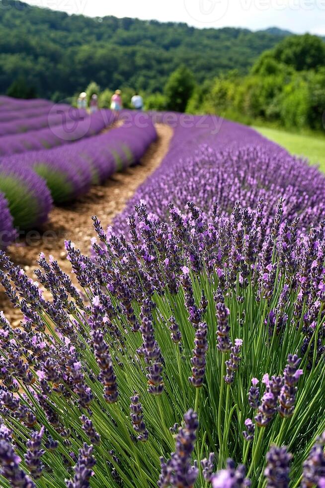Lavender fields with rolling hills and visitors on a sunny day. photo