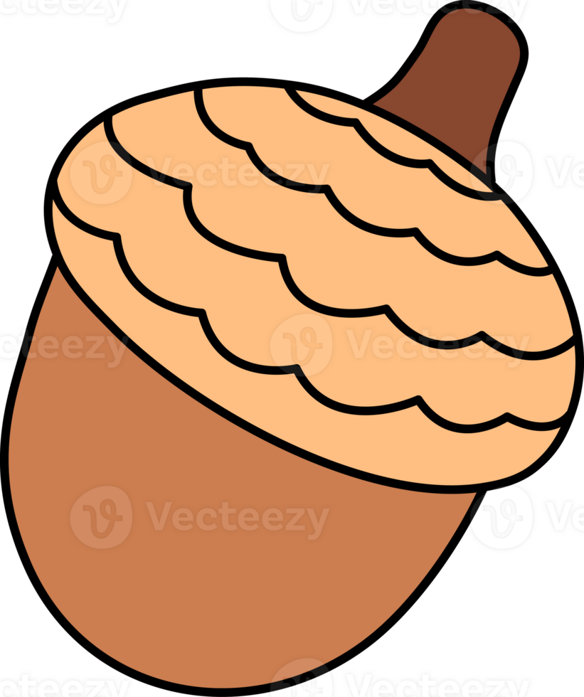 Acorn Cartoon Illustration png