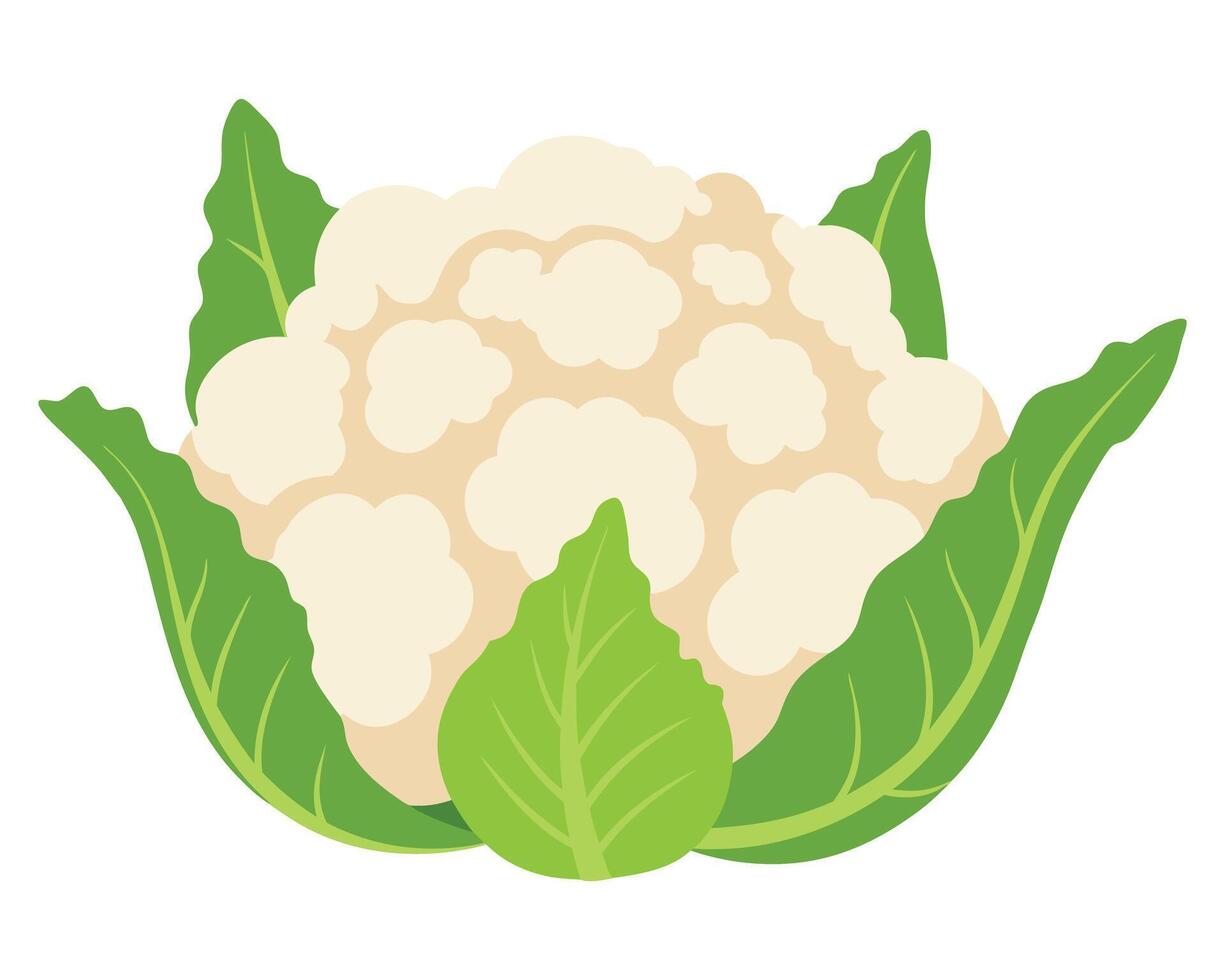 Fresh and Healthy Cauliflower with Green Leaves on a White Background for Vegetables and Cooking vector