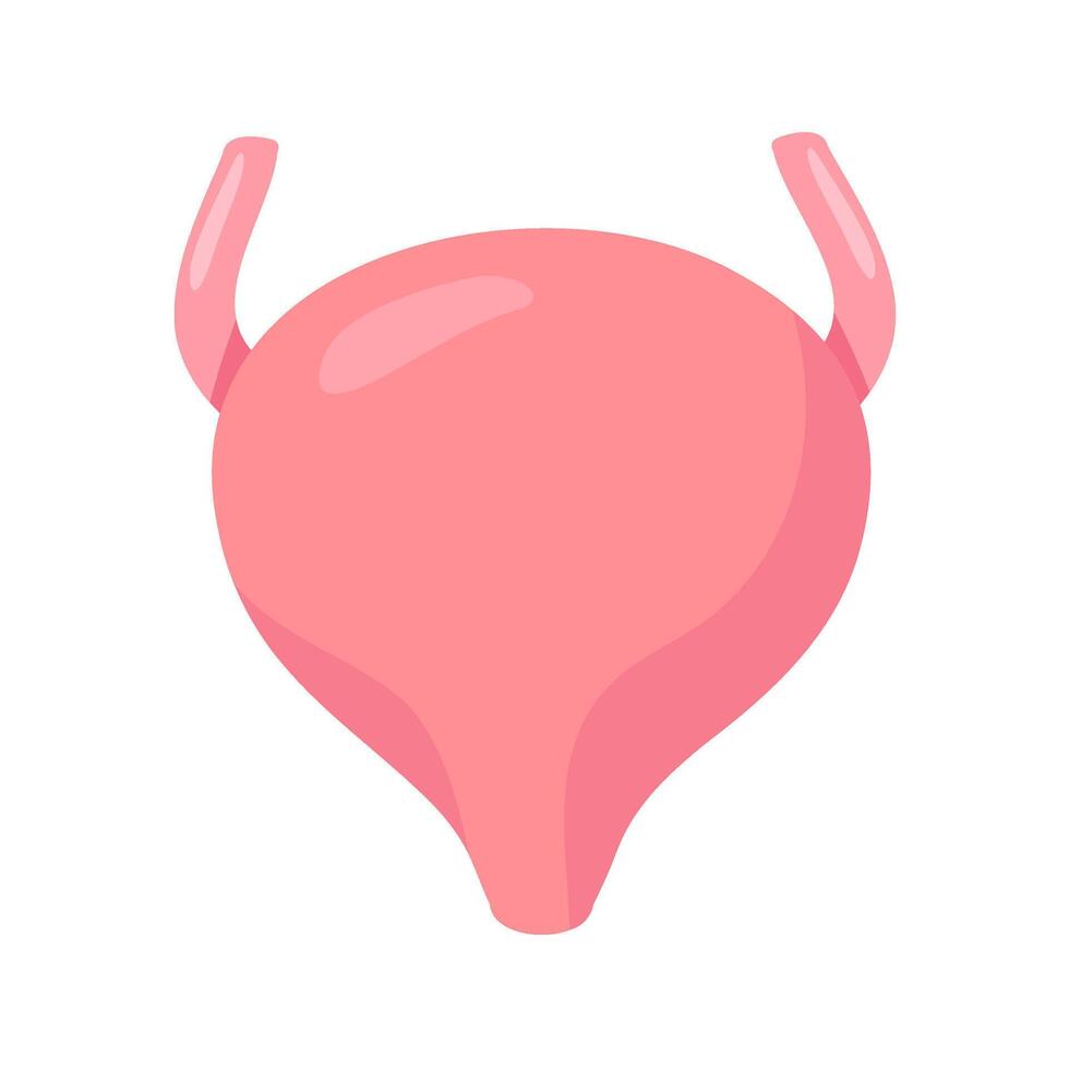 Human bladder structure, cartoon style anatomy study vector