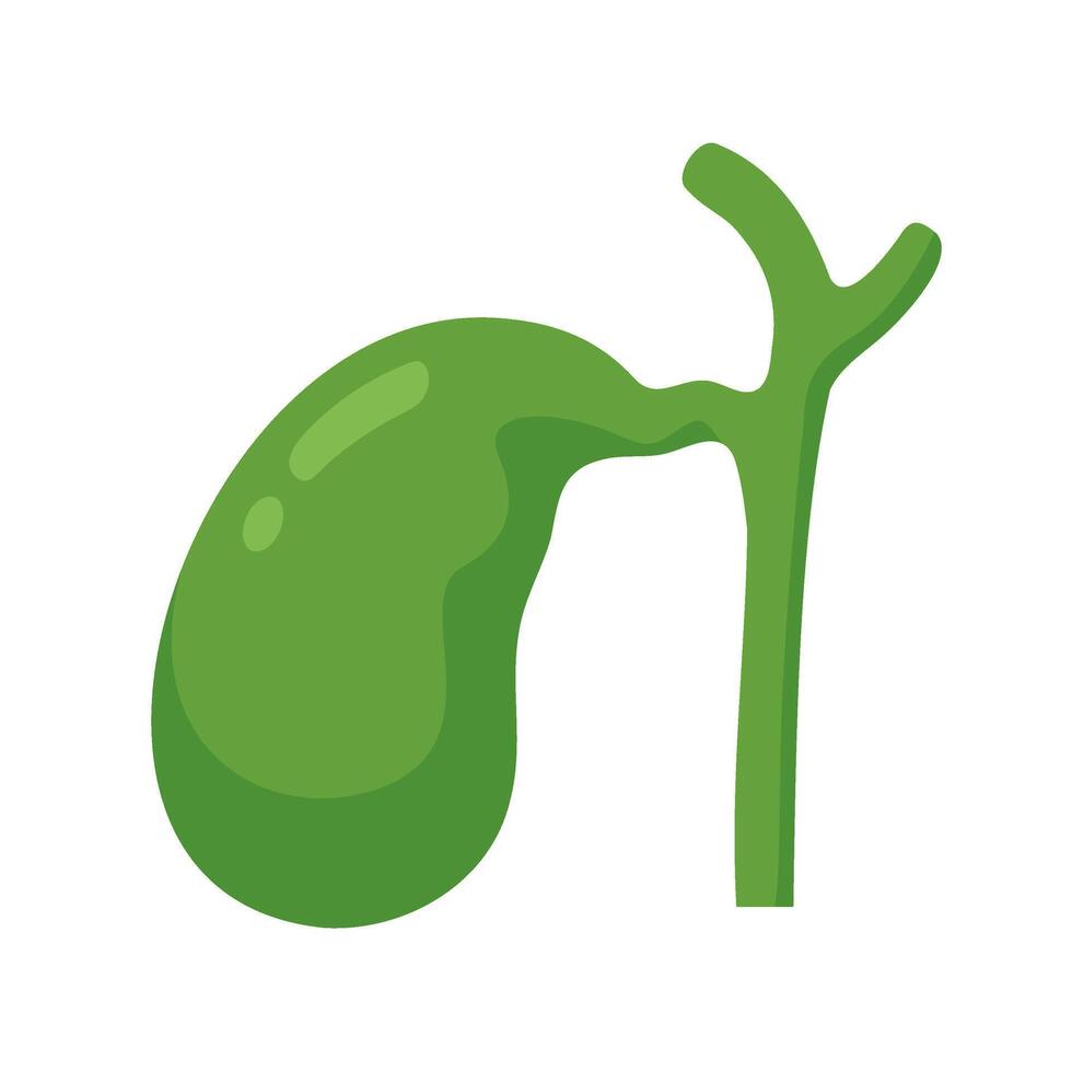 Human gallbladder shape, cartoon style anatomy study vector