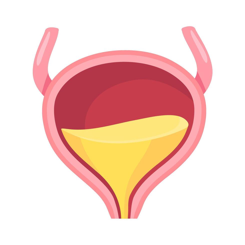 Human bladder structure, anatomy study vector