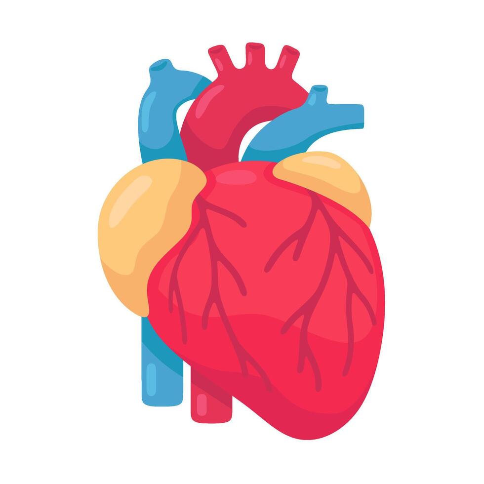 Human heart structure with blood vessels. Human anatomy study in cartoon style. vector