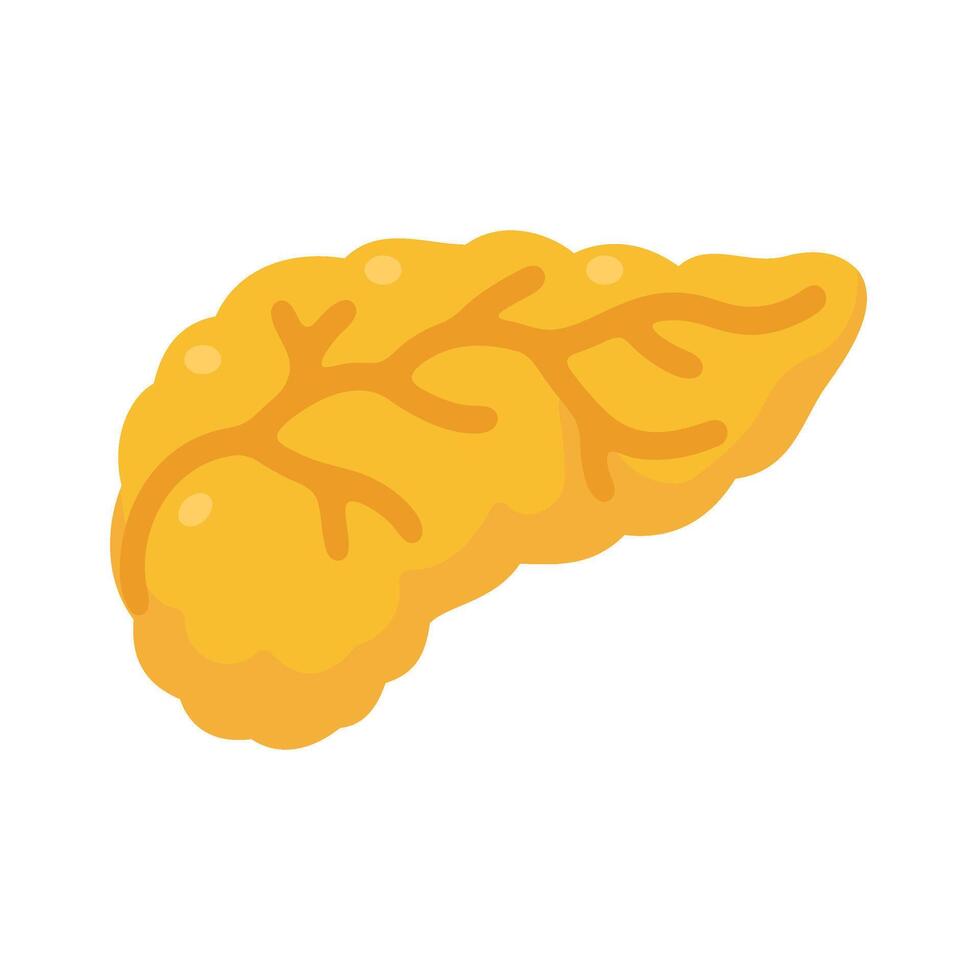 Human Pancreas Structure Anatomy Study. vector