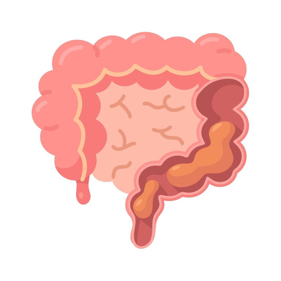 Structure showing the working process of the human intestine. vector