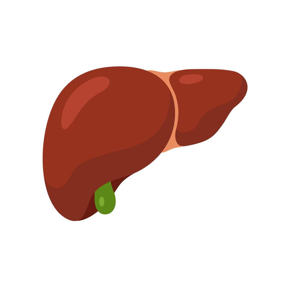 Healthy liver structure and color. Human anatomy study in cartoon style. vector