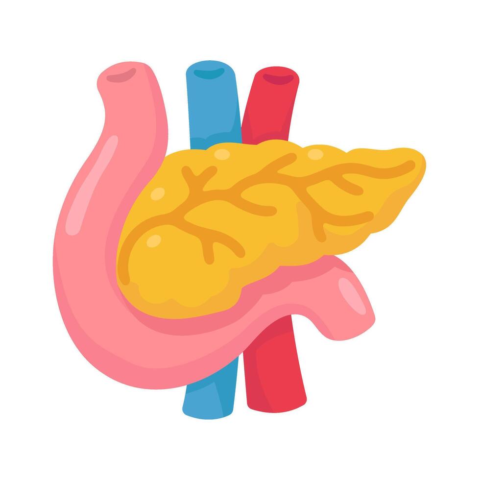 Human Pancreas Structure Anatomy Study vector