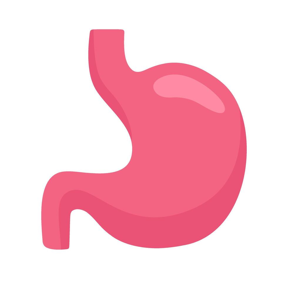 Stylized illustration of a human stomach anatomy vector
