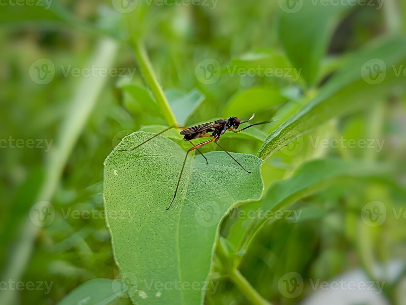Stilt-Legged Fly on a Leaf. Mimegralla albimana, one of the species of Stilt-legged flies of the Micropezidae family found in Southeast Asia. photo