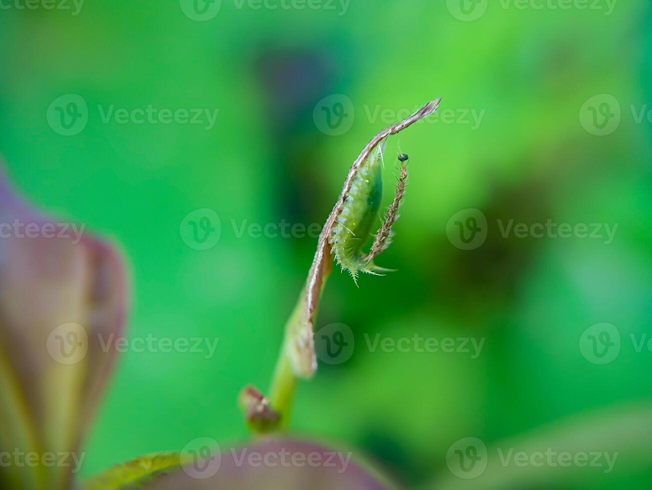 Green Tortoise Beetle Larva Camouflages by Covering Head and Using False Eyes. Green Tortoise Beetle larvae camouflaged on the shoot tips of Sweet Potatoes Ipomea batatas plants. photo