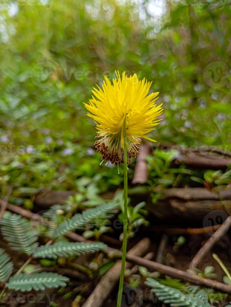 The Beautiful Yellow Water Mimosa. Neptunia oleracea, commonly known in English as water mimosa or sensitive neptunia, is pantropical nitrogen-fixing perennial legume. photo