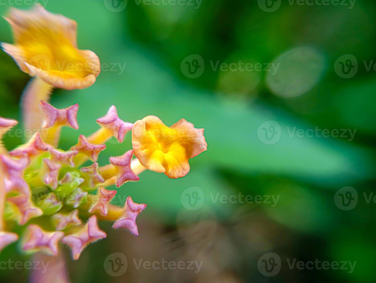The Whisper of Beauty of Buds Like Little Stars Gathered. Lantana camara forming a mesmerizing star-shaped pattern. photo