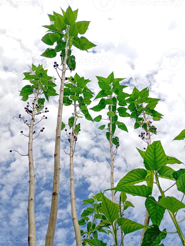 Tall Flowering Trees Touching Sky. Slender flowering trees with bright green leaves stretch skyward beneath a cloudy blue sky. photo