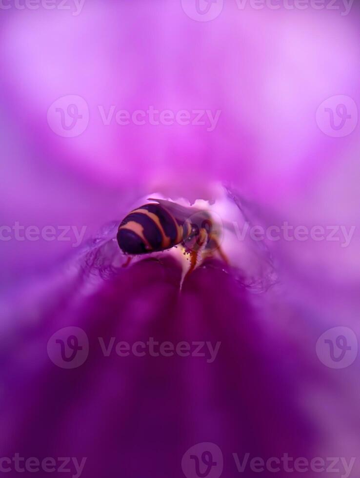 Wasp Deep Inside Purple Blossom. Wasp is captured burrowing into the vibrant depths of a purple flower. photo