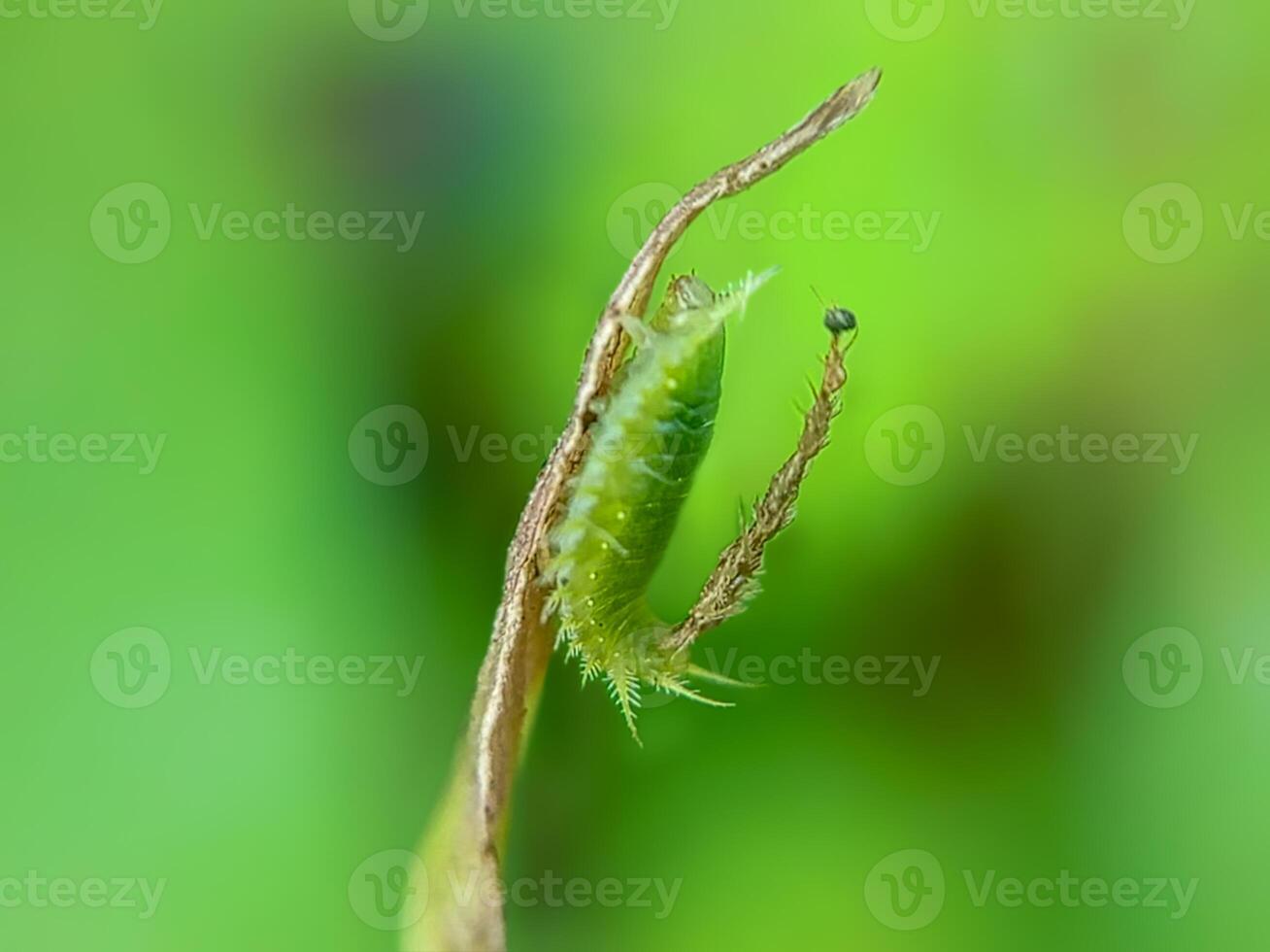 Green Tortoise Beetle Larva Camouflaged. Green Tortoise Beetle larvae camouflaged on the shoot tips of Sweet Potatoes Ipomea batatas plants. photo
