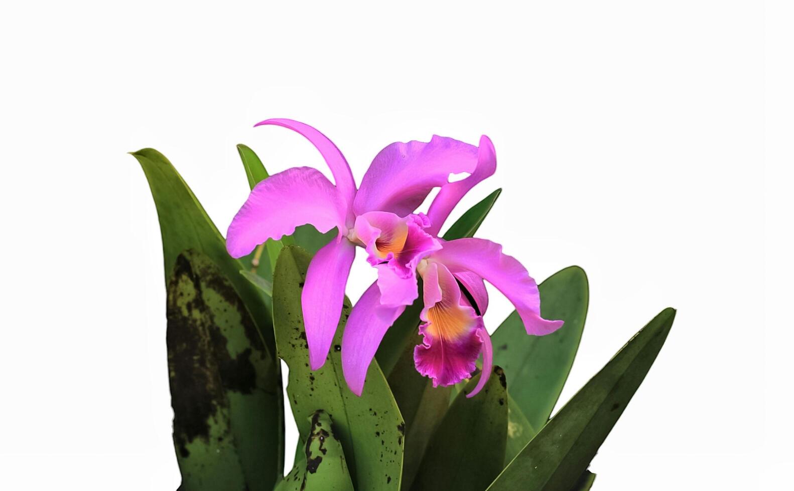cattleya flower from orchidaceae family. cattleya have purple color flower. cattleya flower growth in the summer. cattleya bloom in the garden photo