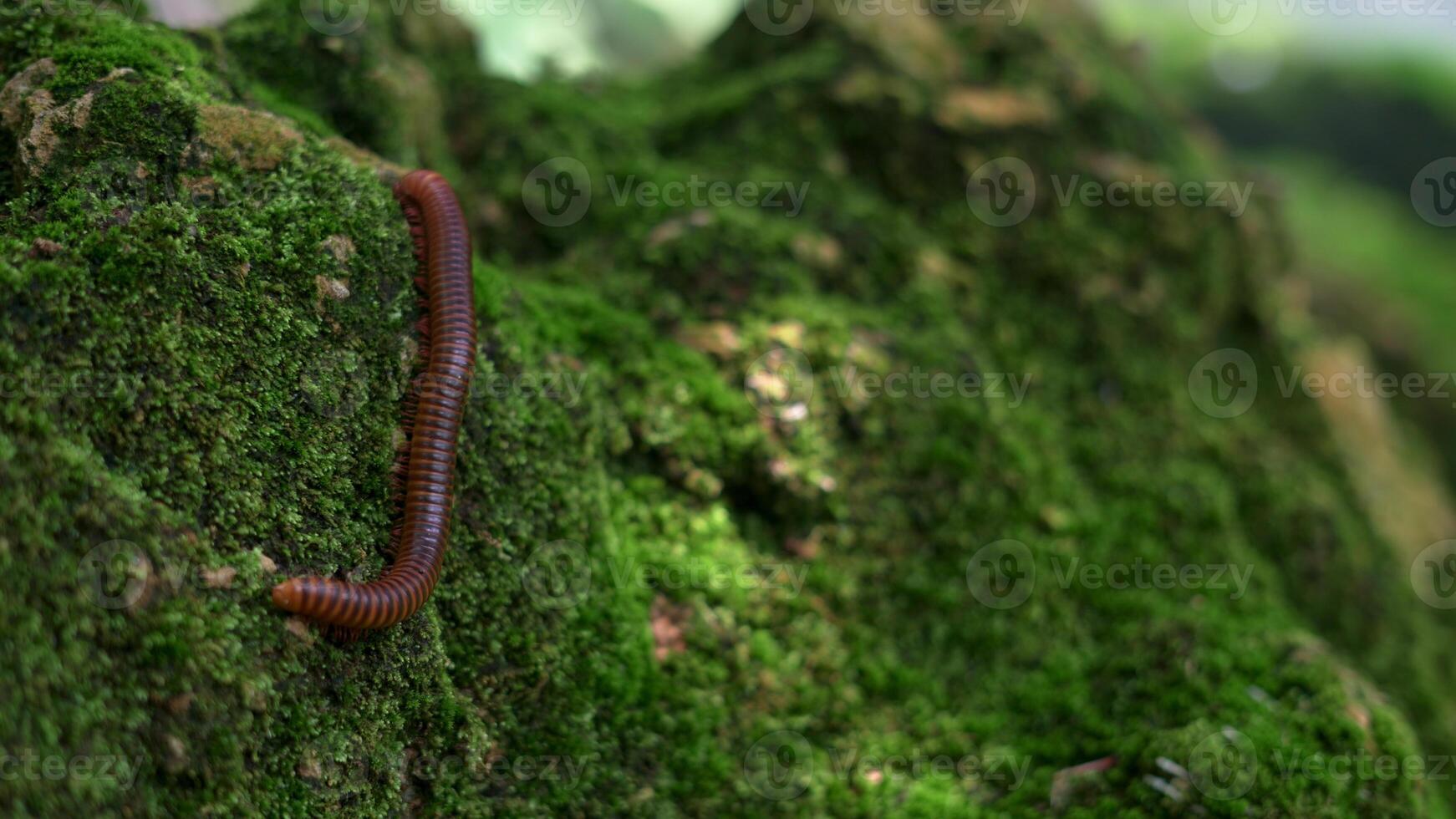 Millipedes on mossy rocks under a waterfall in a beautiful natural mountain. photo