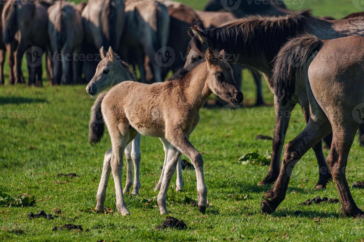 A herd of horses with a foal photo