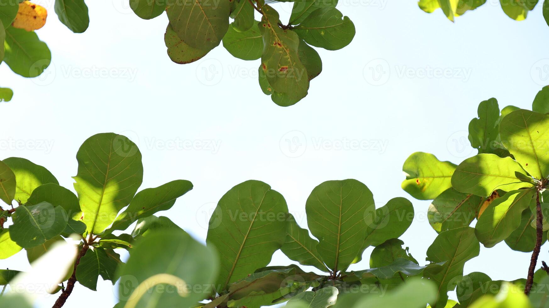 Leaves on the branches, again sky, nature green, Background photo