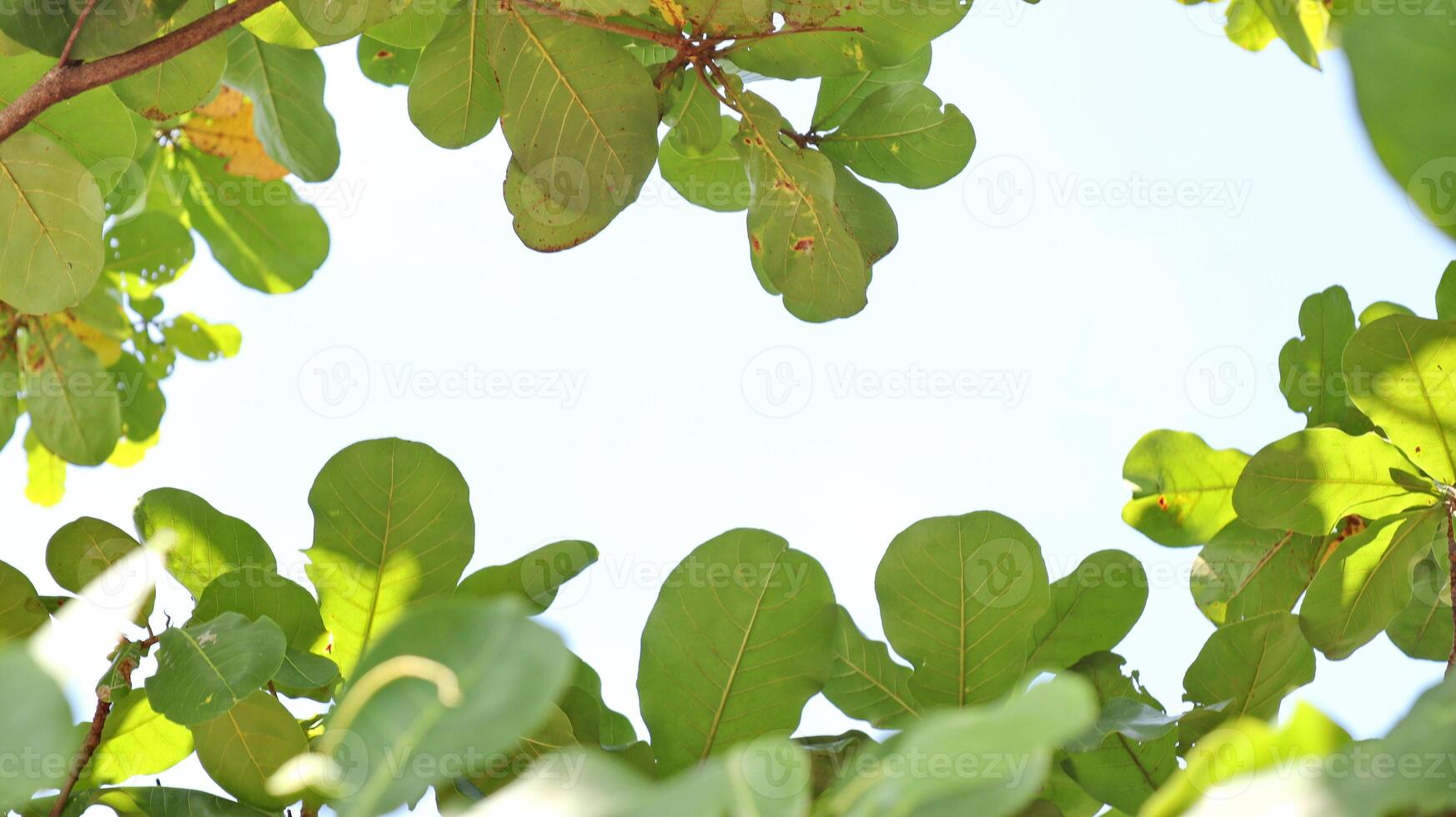 Leaves on the branches, and again white sky, nature green Background photo