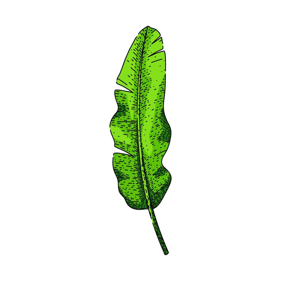 biodegradable banana leaf sketch item vector