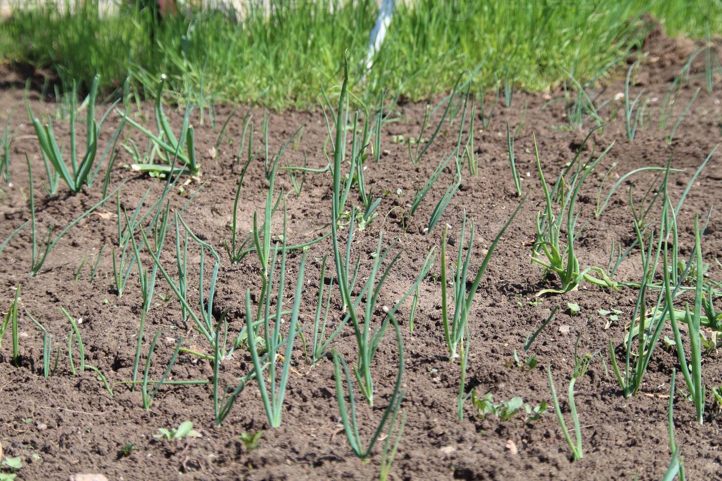 Fresh harvest of young onions photo