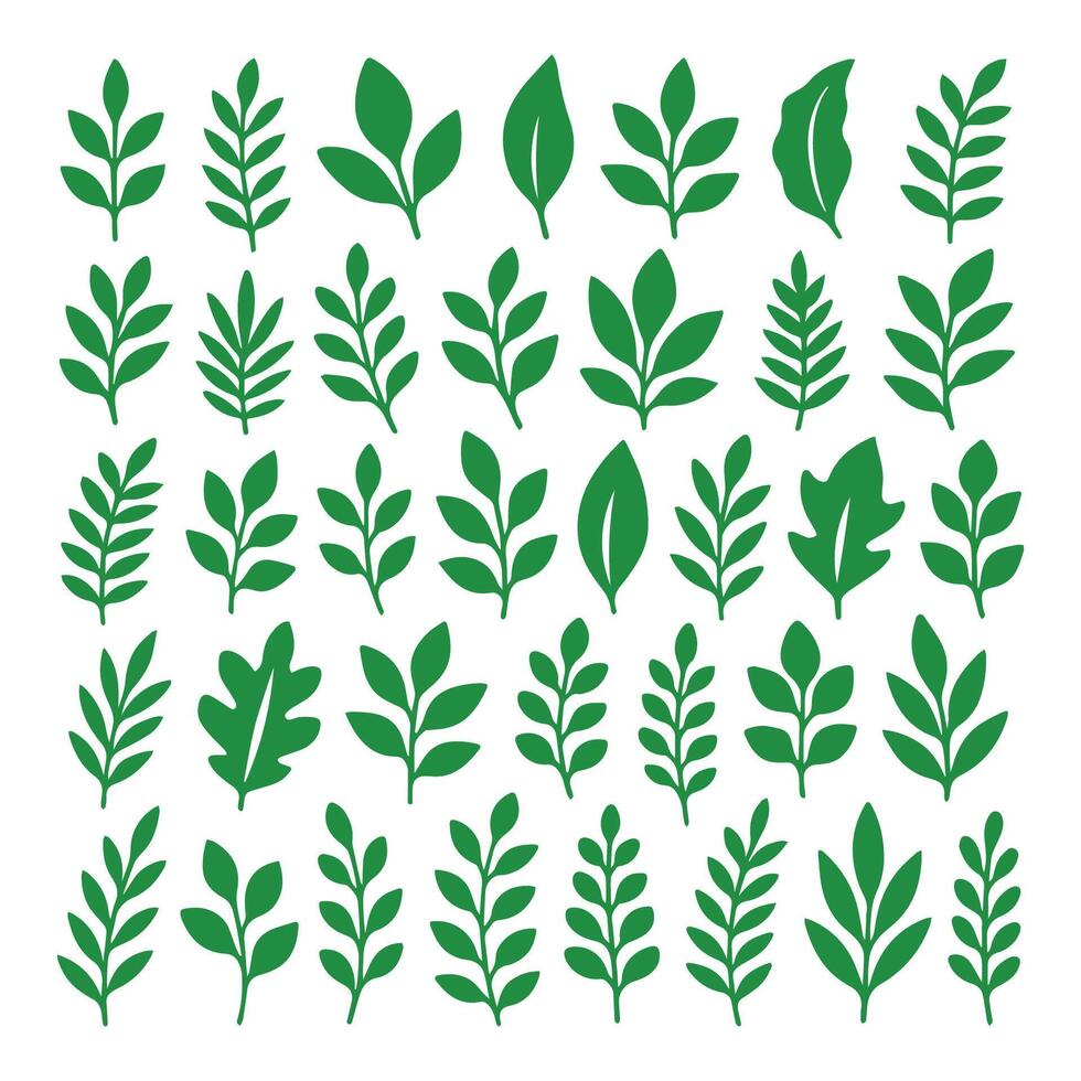 Botanical Leaf Clean Illustrations Set Packs vector