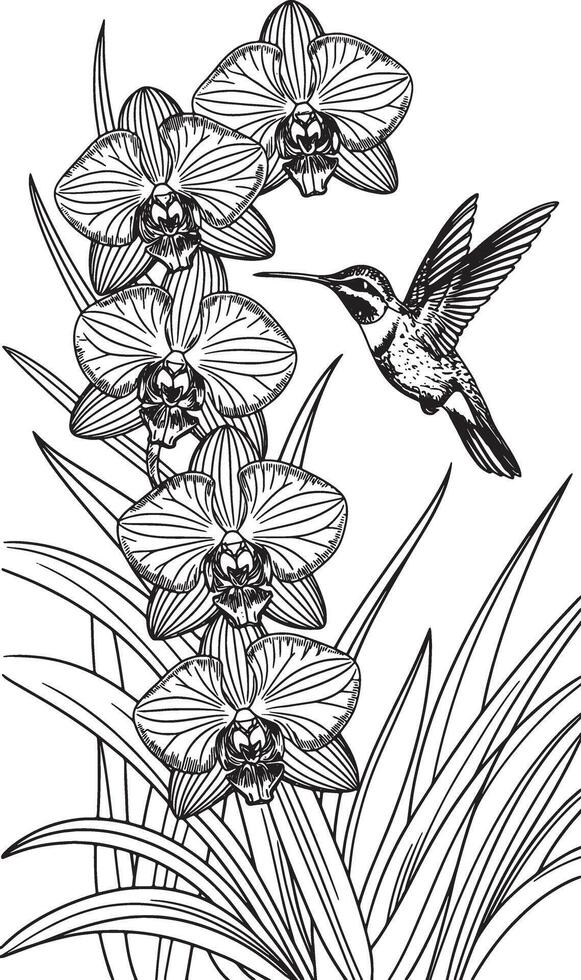 humming bird flying eating in nature silhouette line art stock photos vector