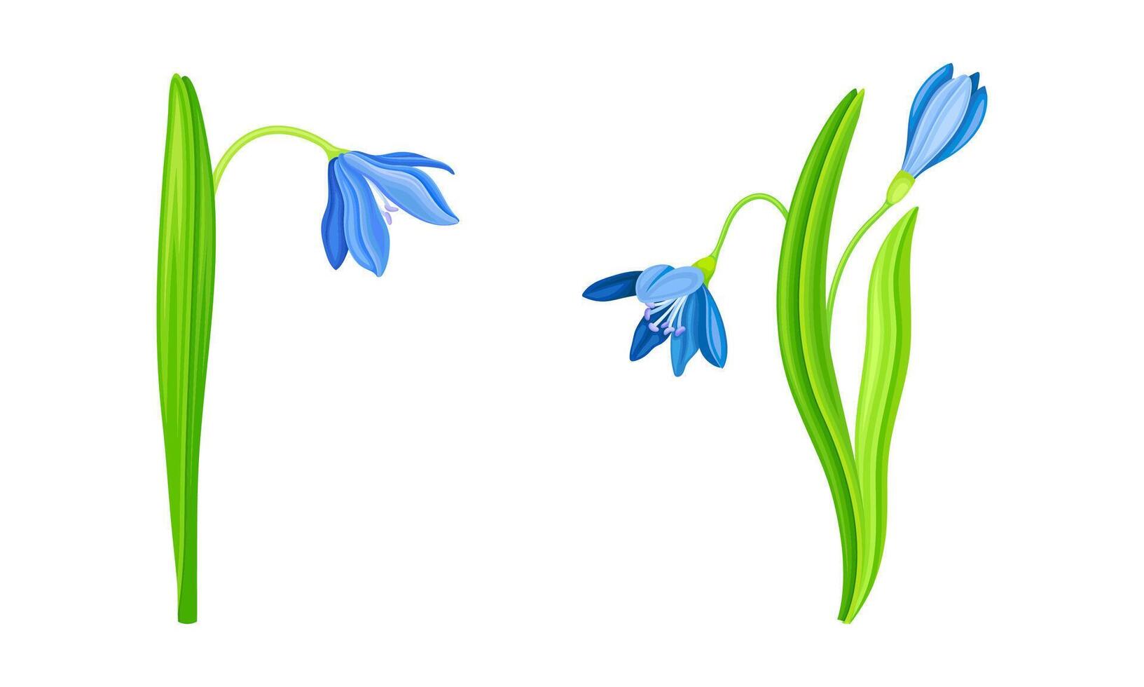 Blue snowdrops set. Beautiful first spring blooming flower illustration vector
