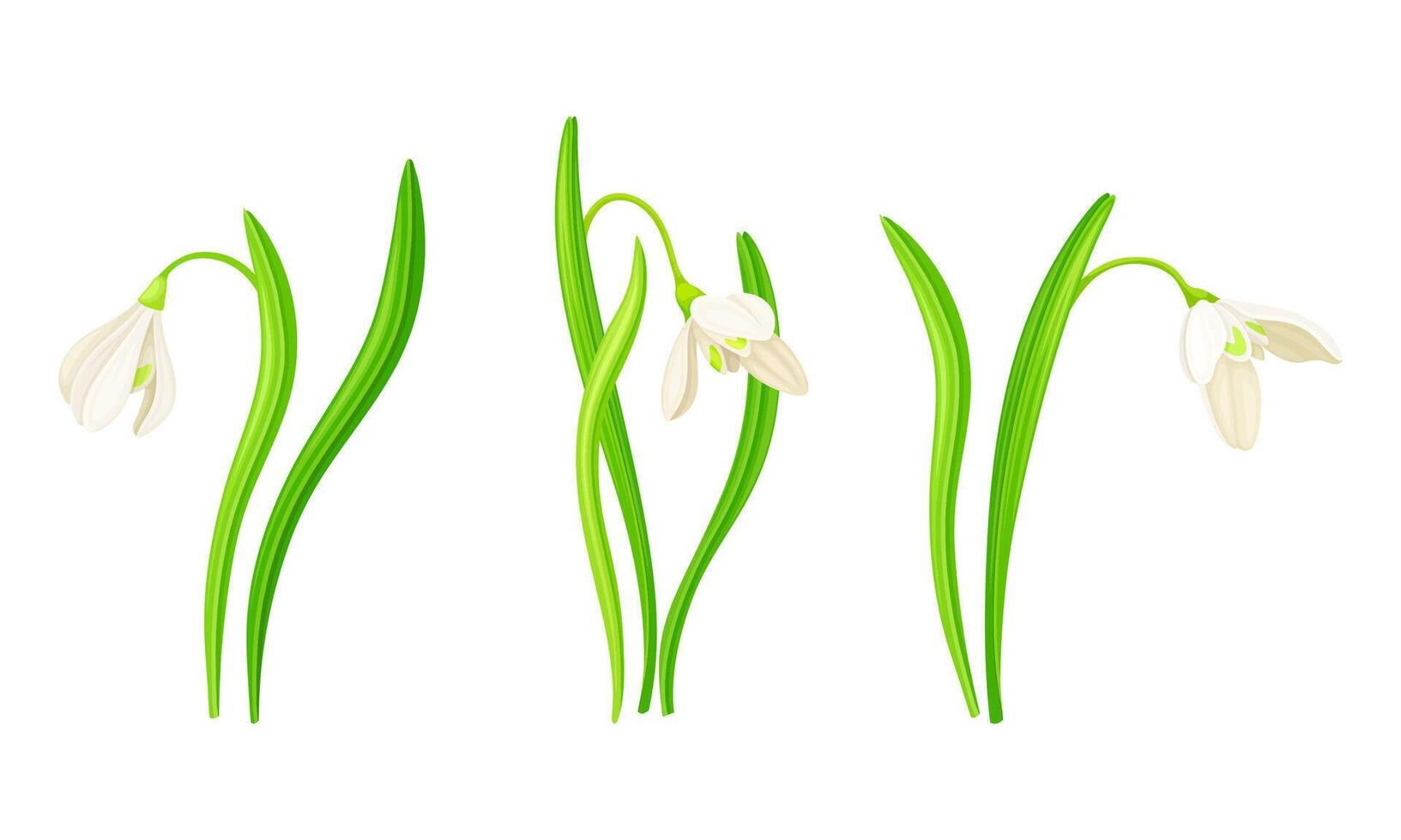 White snowdrops set. Beautiful first spring blooming flower illustration vector