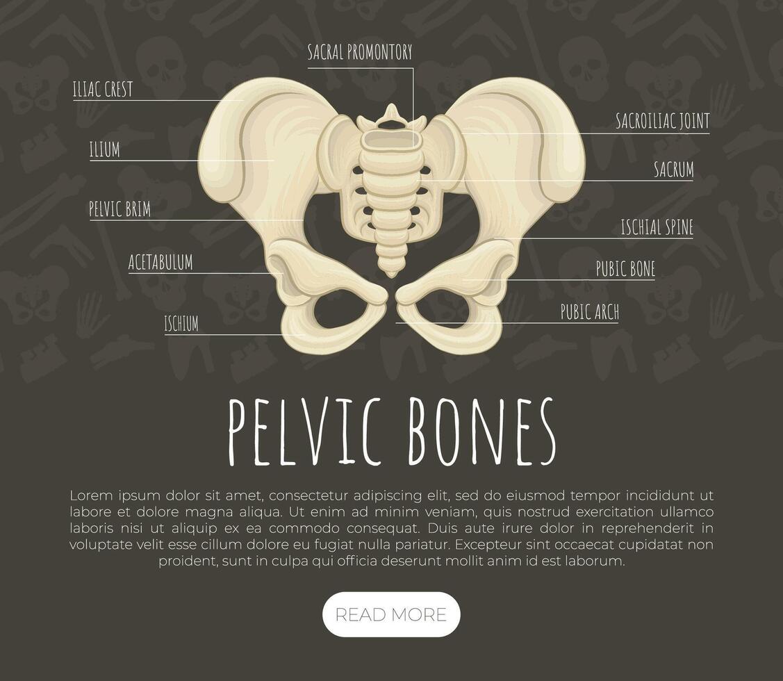 Pelvic bones landing page. Orthopedics, traumatology medical banners illustration vector