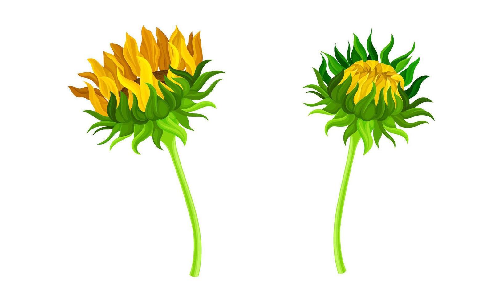 Sunflower bud and blooming flower set. Botanical floral design element illustration vector