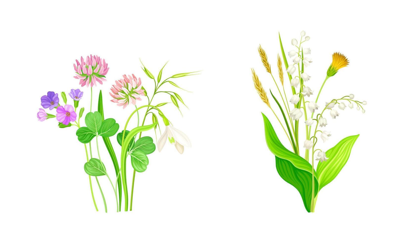 Set of summer blooming wildflowers set. Beautiful bouquets of meadow flowers, lily of the valley, dandelion, phlox, clover illustration vector