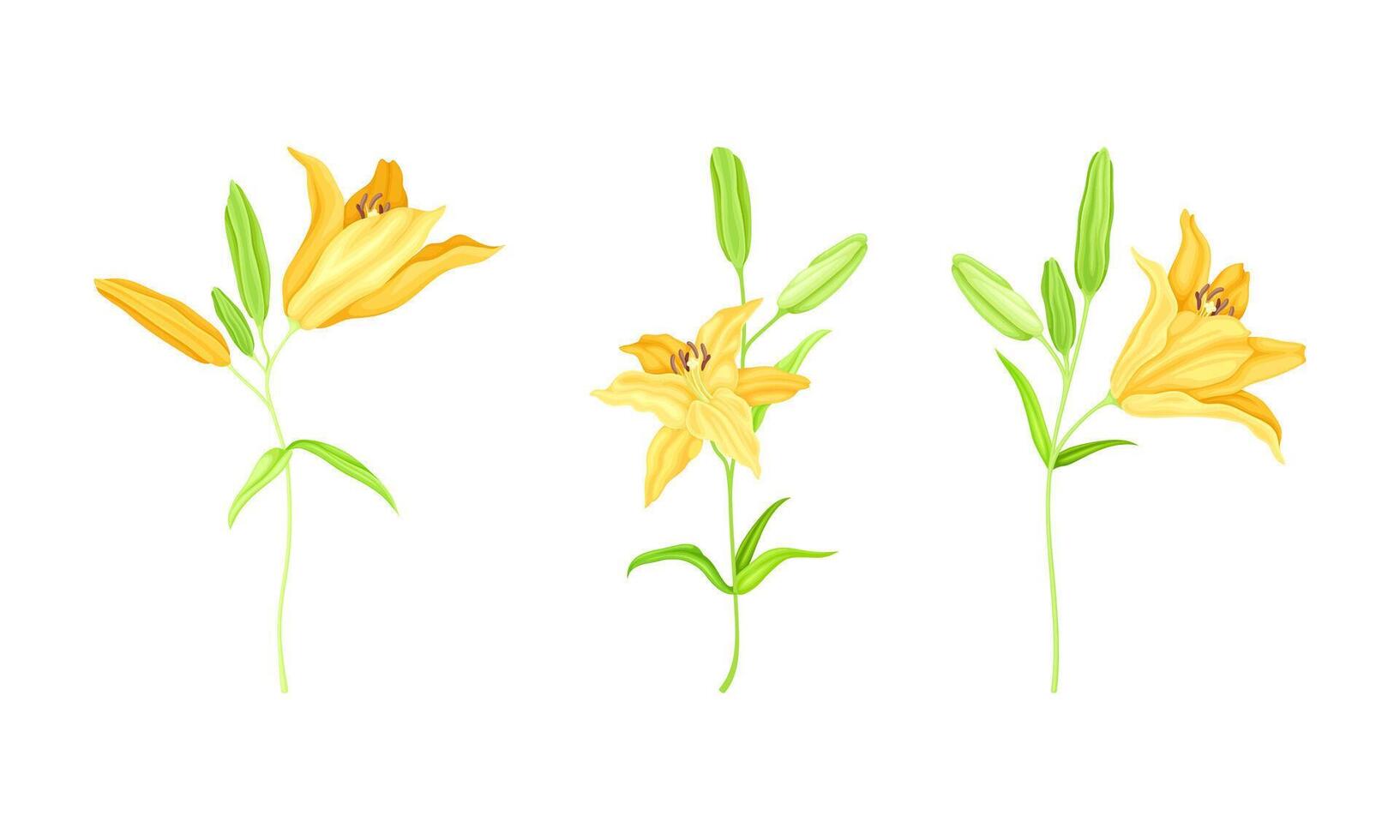 Yellow blooming lily flowers set. Floral design element for greeting card, wedding invitation illustration vector