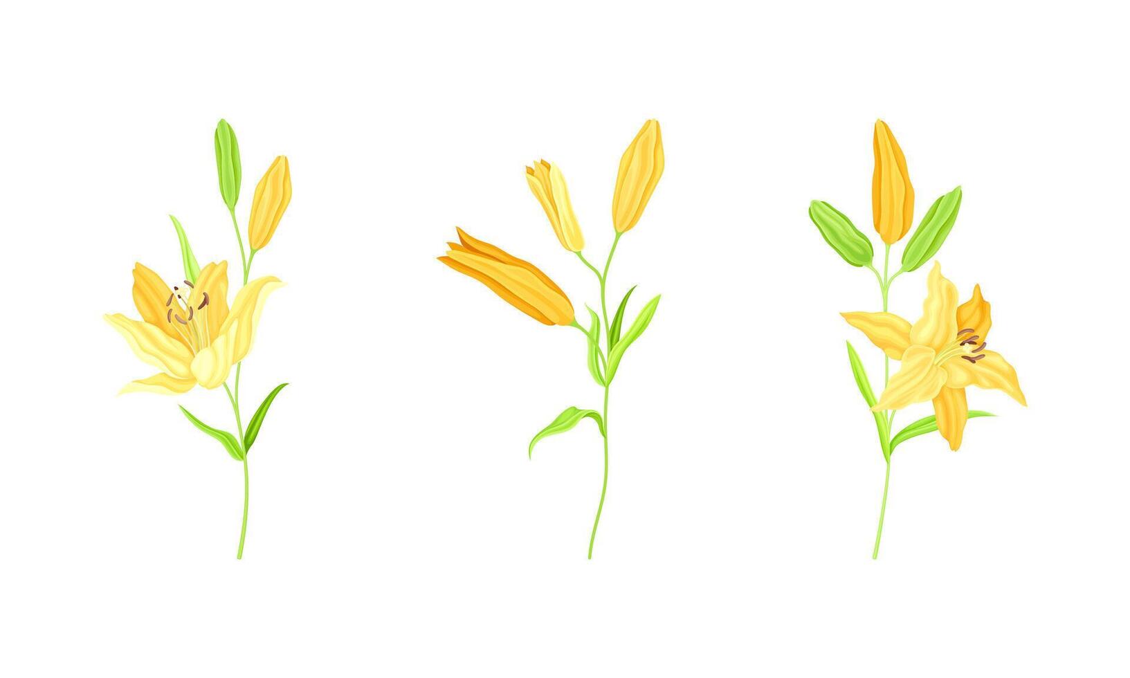 Elegant yellow lily flowers set. Floral design element for greeting card, wedding invitation illustration vector