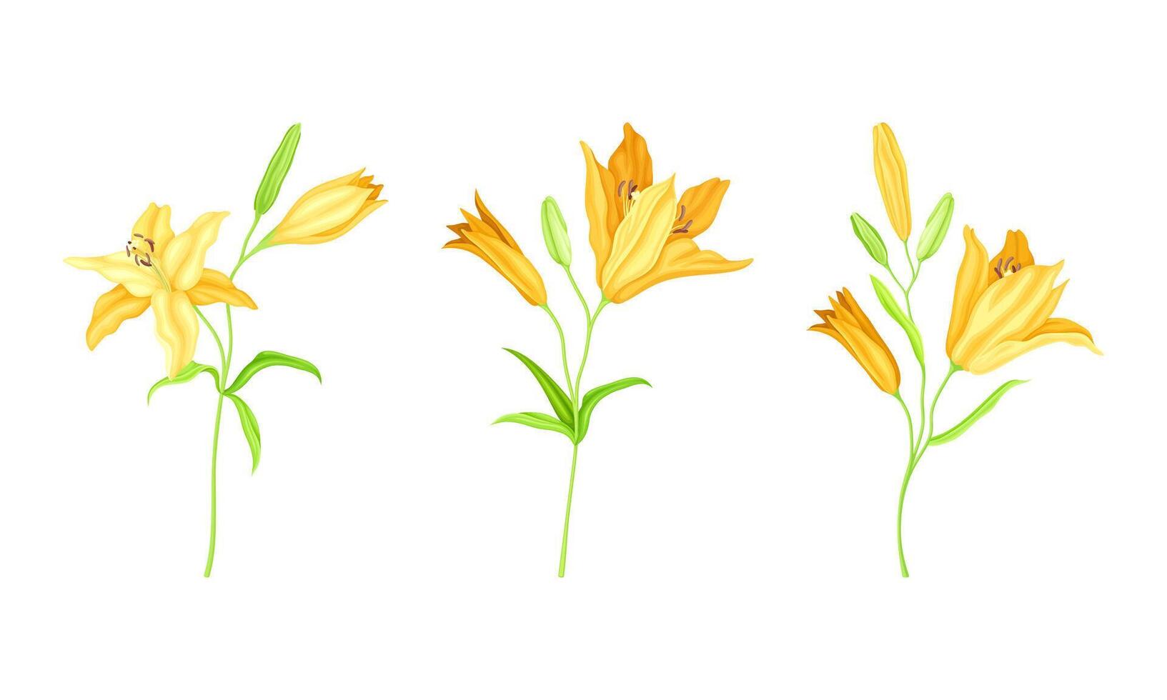 Yellow delicate blooming lily flowers set. Floral design element for greeting card, wedding invitation illustration vector