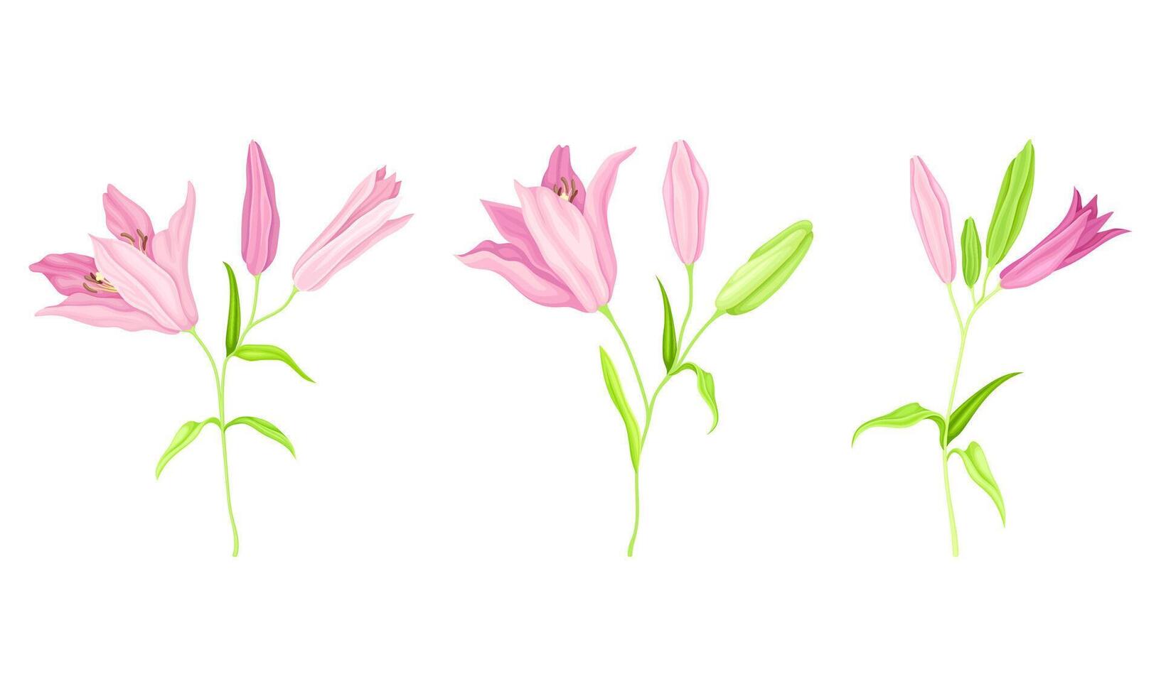 Beautiful blooming lily flowers set. Floral design element for greeting card, wedding invitation illustration vector