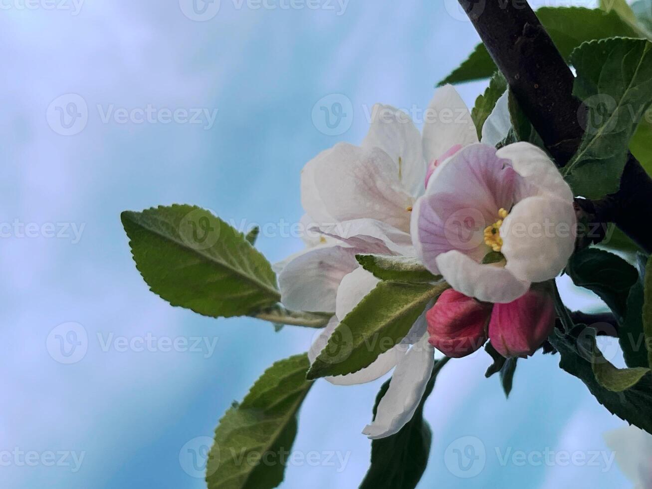 Delicate Apple Tree Blossoms with White and Pink Petals Against a Sky Background photo
