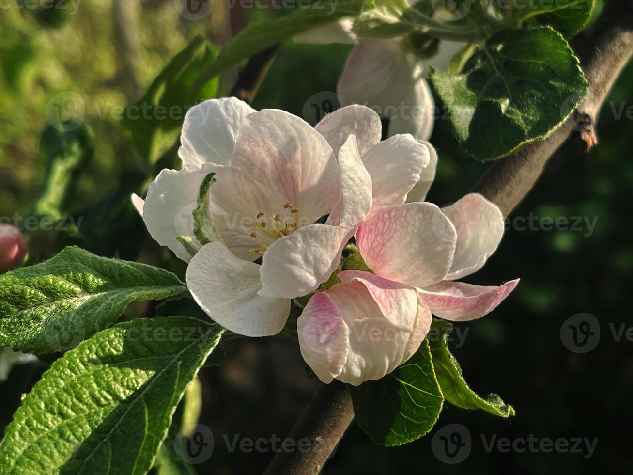 Delicate Apple Blossom Flower with White and Pink Petals Blooming on a Branch in Springtime photo