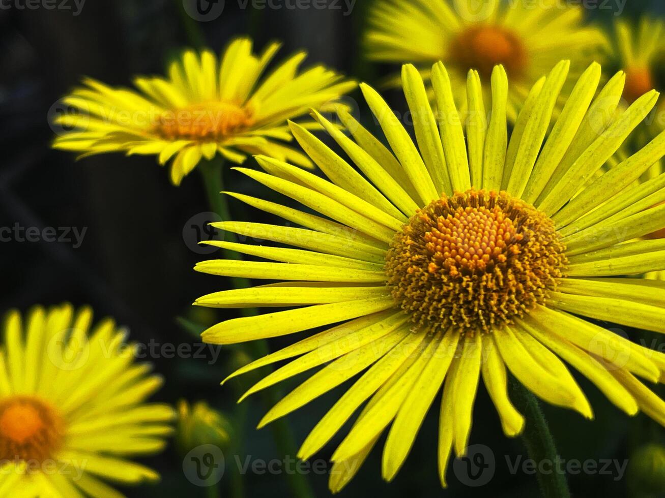 Detailed close-up of yellow daisy flowers showing the texture of the petals and the flower center photo